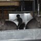 Two dark gray chinchillas stand in the cage facing opposite directions