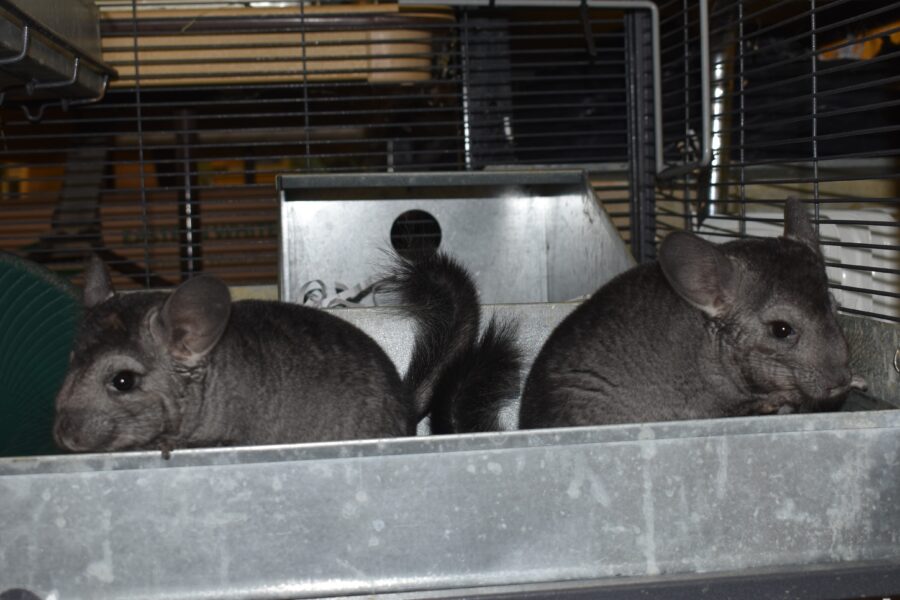 Two dark gray chinchillas stand in the cage facing opposite directions