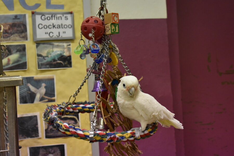 A white parrot sits on a rope swing. Behind him, a nametag reads "C.J." Two alphabet blocks attached to the swing also spell out "C.J."