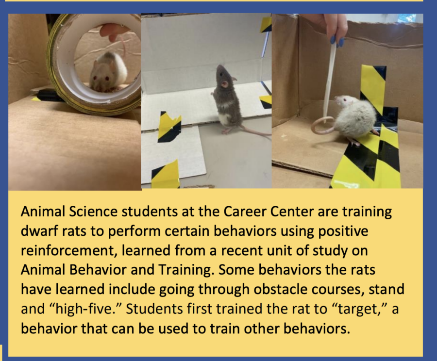 Animal Science students at the Career Center are training dwarf rats to perform certain behaviors using positive reinforcement, learned from a recent unit of study on Animal Behavior and Training. Some behaviors the rats have learned include going through obstacle courses, stand, and "high-five." Students first trained the rats to "target," a behavior that can be used to train other behaviors.
