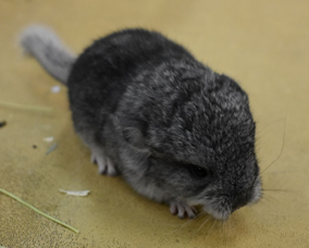 A baby chinchilla sits on the table