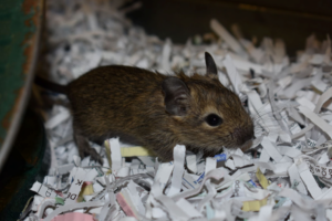 Baby degu stands in cage on bedding of shredded paper