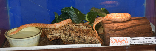 An orange cornsnake drapes herself across two logs and a green plastic plant to drink from her water bowl