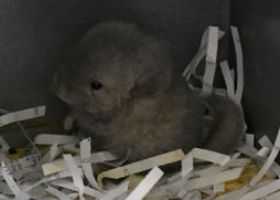 A gray chinchilla, eight days old