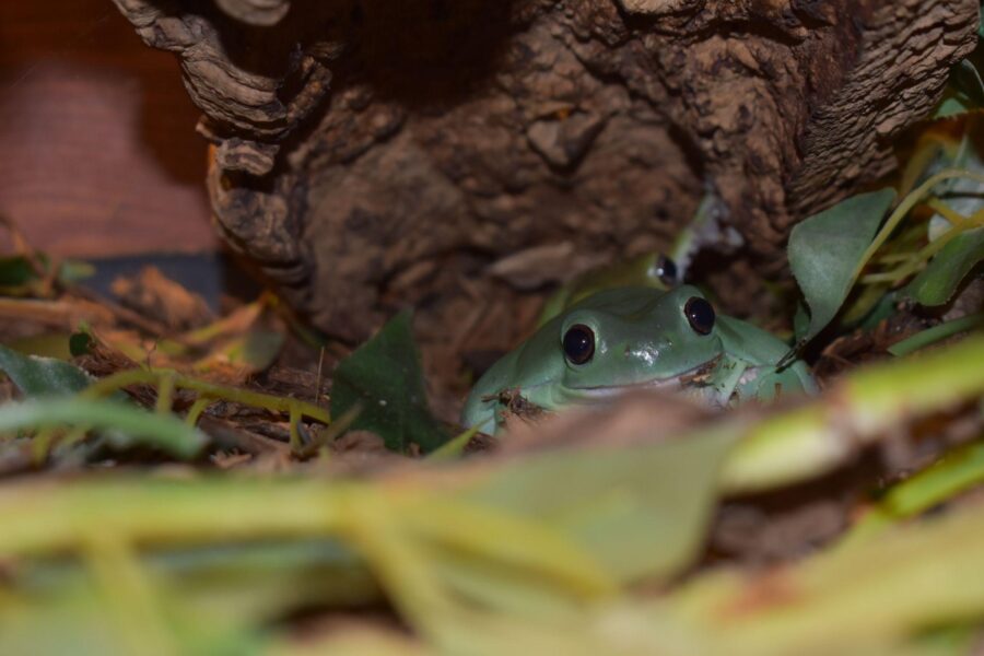 A green frog peeks over the head of another green frog