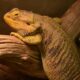A yellow bearded dragon rests against a log