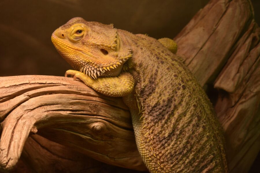 A yellow bearded dragon rests against a log