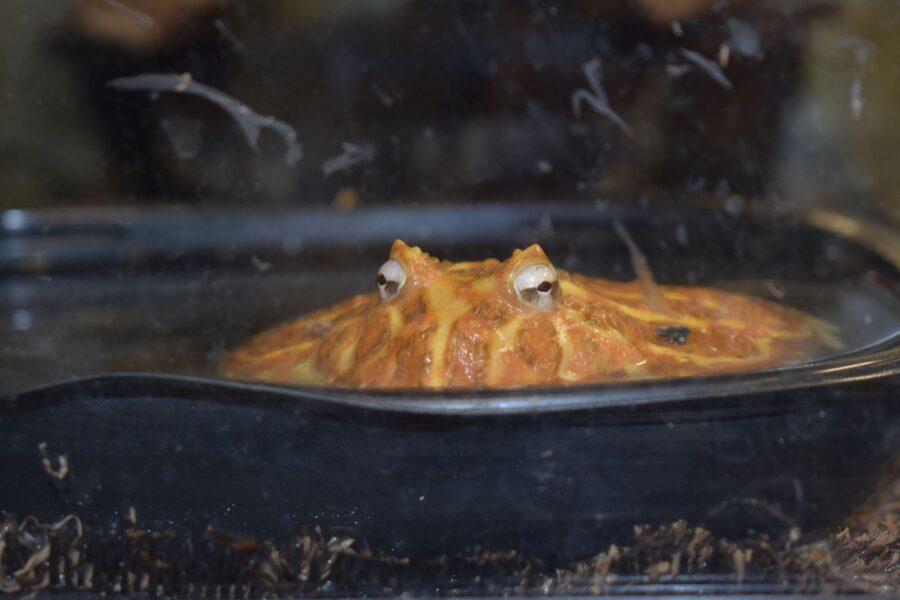 An orange frog sits in a dish