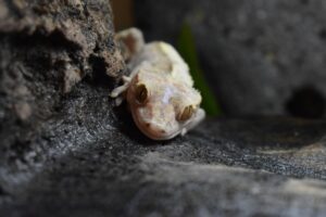 A crested gecko sits on a ledge