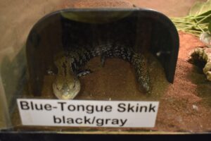 A black and gray skink sits on cocoa fiber