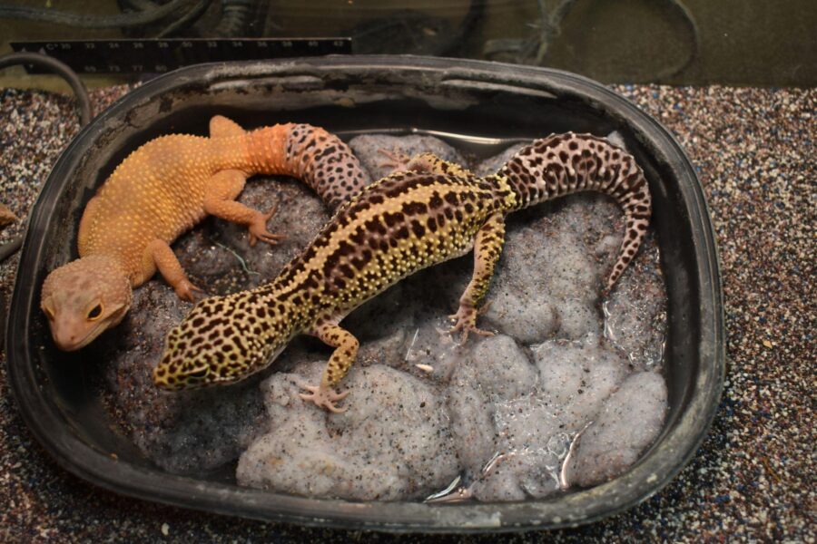 An orange gecko with a spotted tail and a yellow lizard with black stripes and a spotted tail sit on white filter floss in a black water dish