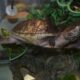 A turtle swims near a plastic plant
