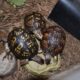 Three box turtles stand around a food dish eating mealworms