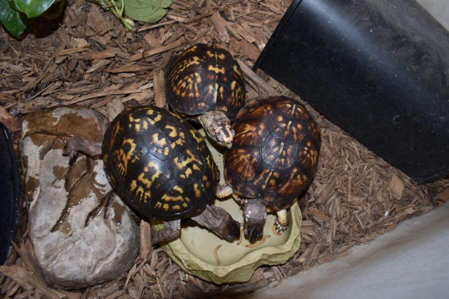 Three box turtles stand around a food dish eating mealworms
