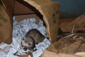 Ferret plays in a large brown paper bag filled with crumpled paper
