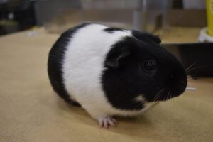A guinea pig with black, white, and black stripes stands on a beige table