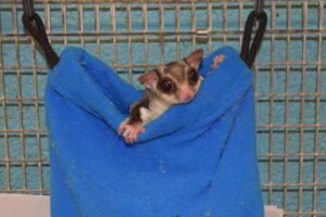 A sugar glider sits in a blue pouch with his head and front feet hanging out