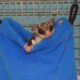 A sugar glider sits in a blue pouch with his head and front feet hanging out