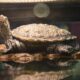A diamondback terrapin sits on a rock in an aquarium under a lamp. A stripe near his mouth looks like a smiley face.