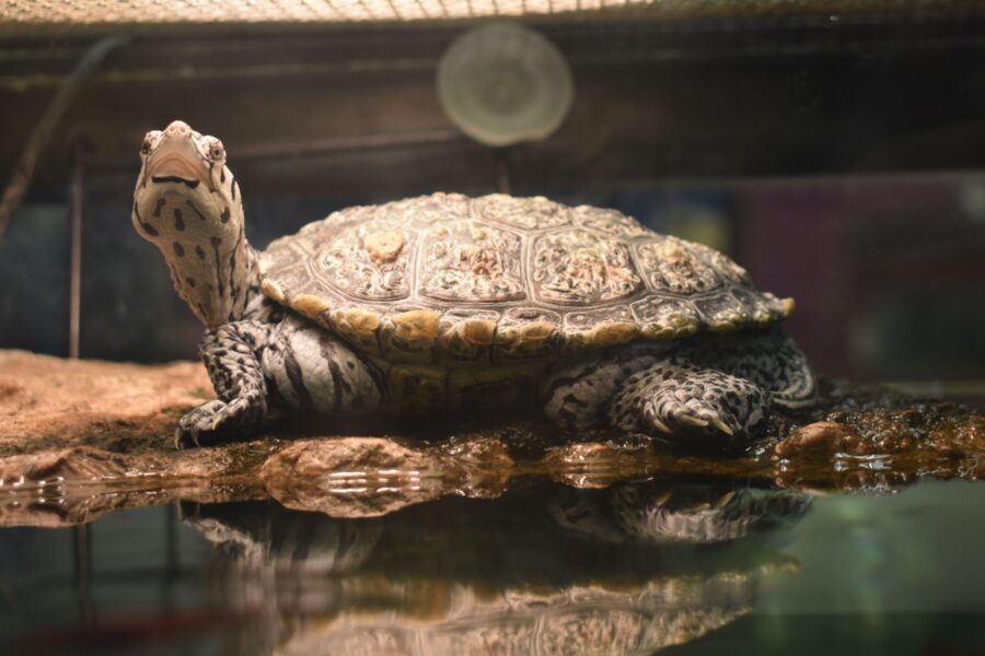 A diamondback terrapin sits on a rock in an aquarium under a lamp. A stripe near his mouth looks like a smiley face.