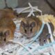 Three adult spiny mice and one juvenile sit on a bed of shredded paper