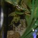 Một con ếch màu xanh lá cây và nâu trong nước