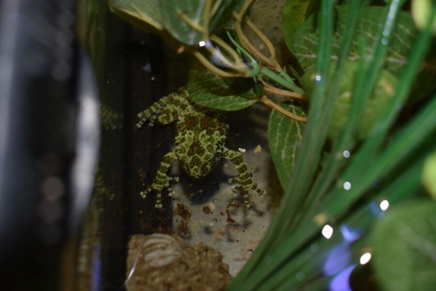 Một con ếch màu xanh lá cây và nâu trong nước