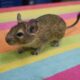 A young degu sits on a colorful striped towel