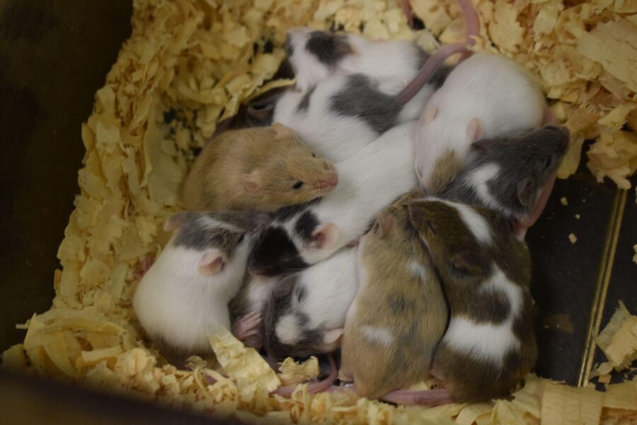Một số con chuột con nằm thành đống trong ổ dăm thông