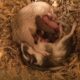 A mother and father gerbil lie on pine shavings, forming a circle with five baby gerbils between them