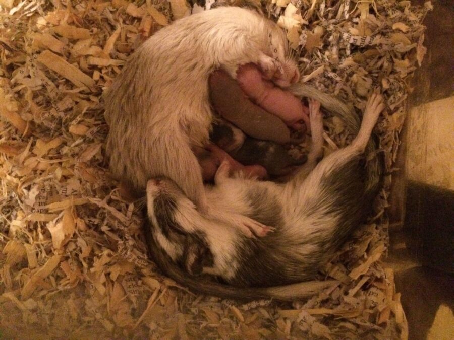 A mother and father gerbil lie on pine shavings, forming a circle with five baby gerbils between them