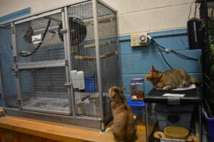 Two cats sit next to a wire cage, one sitting on a table and the other perched on the wire mesh top of a glass tank. A sugar glider runs on a plastic wheel inside the wire cage.