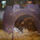 Dwarf rats lie in a pile under a plastic purple igloo