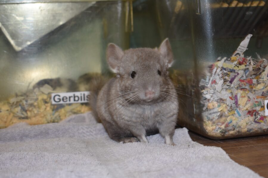 A beige baby chinchilla sits on a towel in front of a gerbil cage