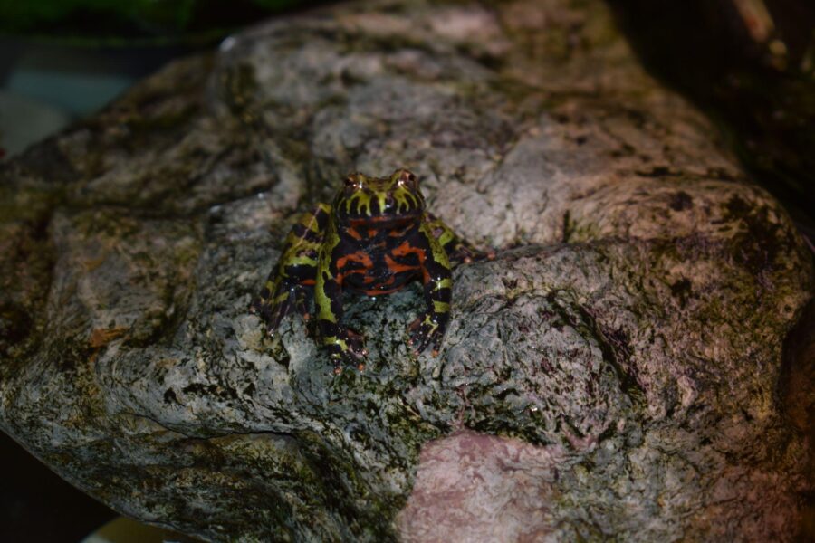 A frog with a green back and a red belly sits on a rock.