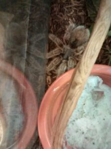 A tarantula next to a water bowl