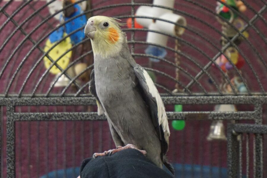 Một con chim xám với khuôn mặt màu vàng và một đốm màu cam trên má
