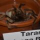 A tarantula in an orange bowl