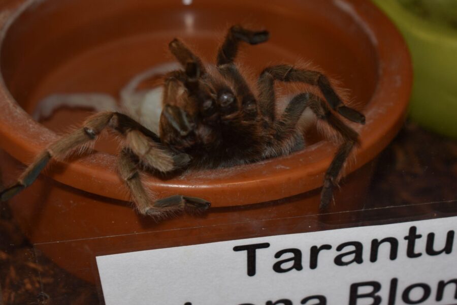 A tarantula in an orange bowl