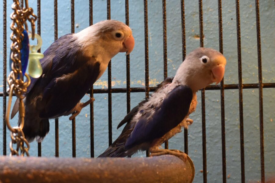 Hai con chim có đầu màu xám nhạt và đôi cánh màu xanh lam