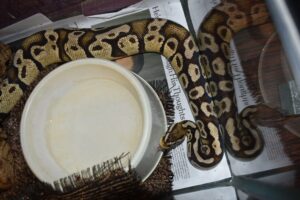 A ball python curls around his water bowl