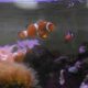 Two orange clownfish swimming