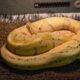 A yellow ball python curls into a ball