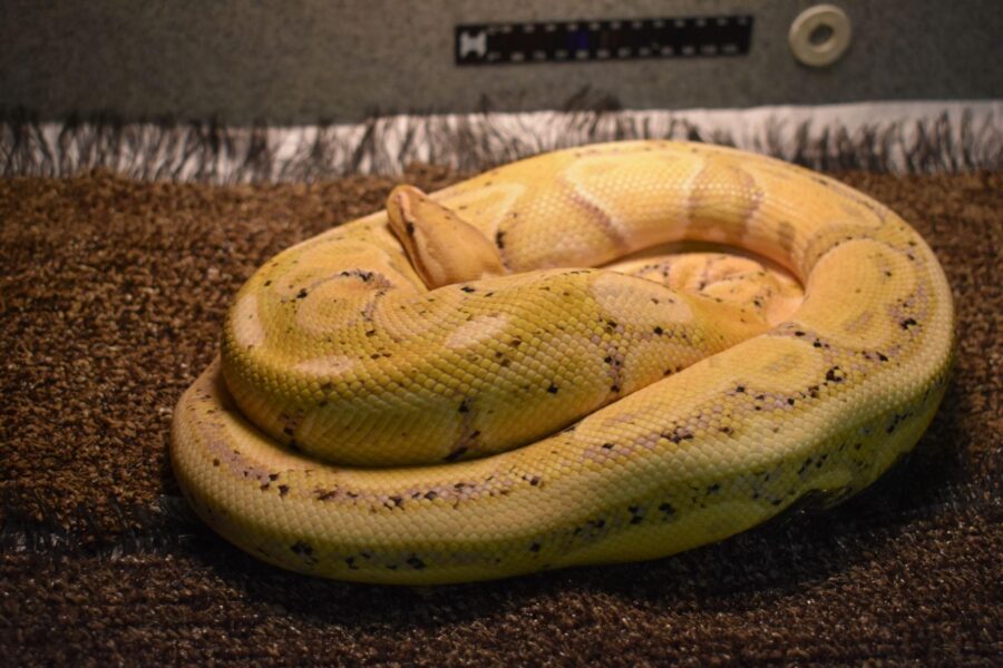 A yellow ball python curls into a ball
