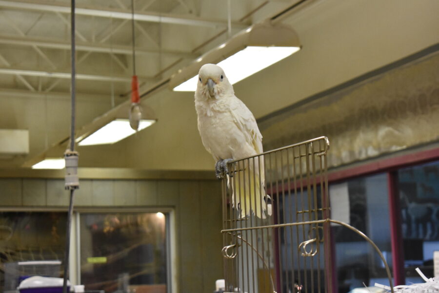 A large white bird perches on top of a cage
